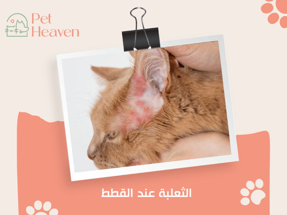 الثعلبة عند القطط