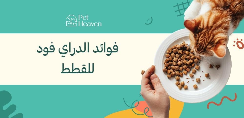 فوائد الدراي فود للقطط