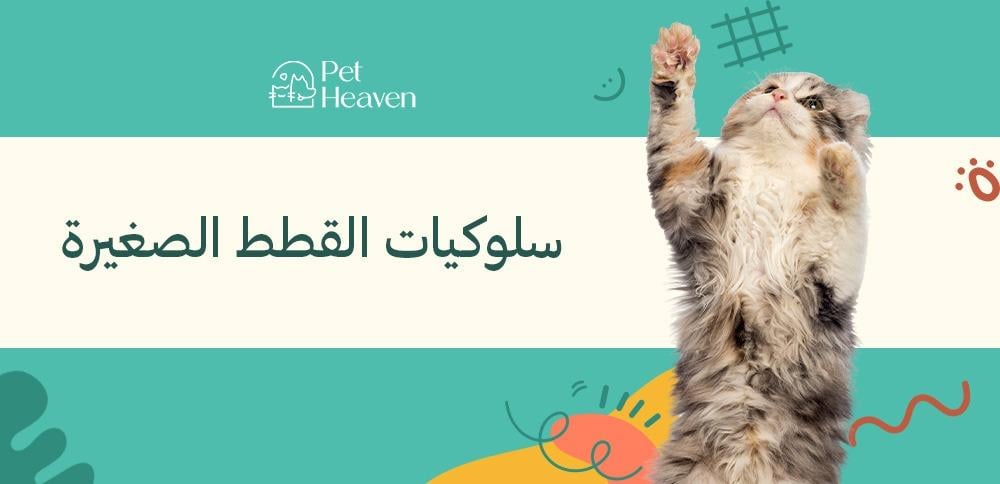 سلوكيات القطط الصغيرة: دليلك لفهم اليفك وتحسين علاقتك به