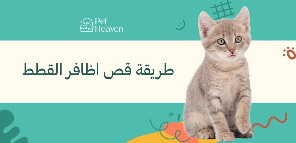 طريقة قص اظافر القطط