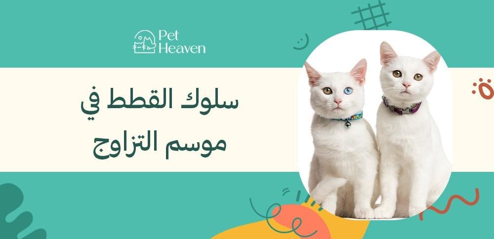سلوك القطط في موسم التزاوج