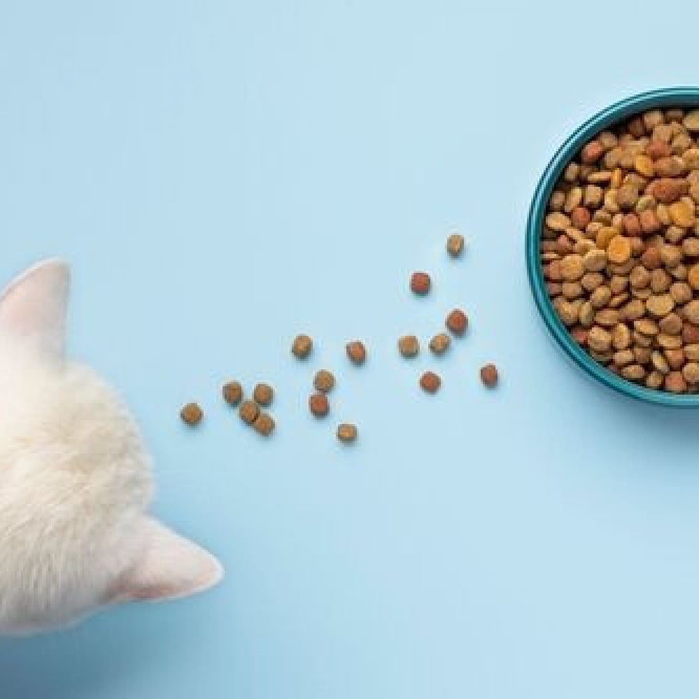 ما هي الأطعمة التي تحبها القطط