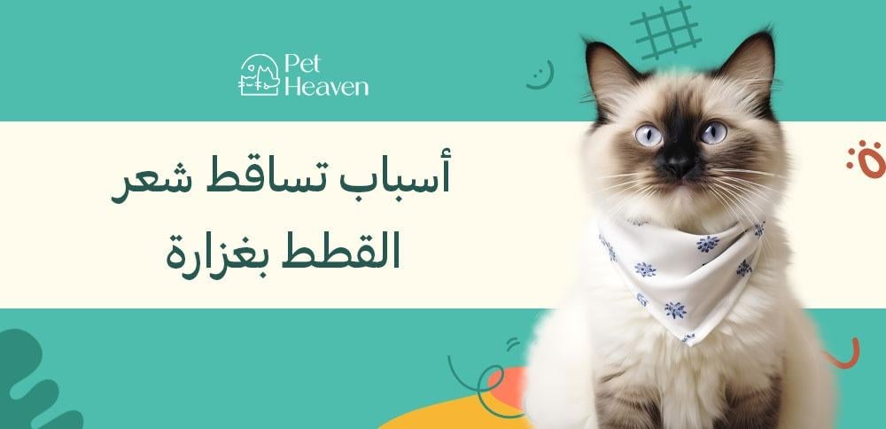 أسباب تساقط شعر القطط بغزارة وعلاجه وكيفية الوقاية منه
