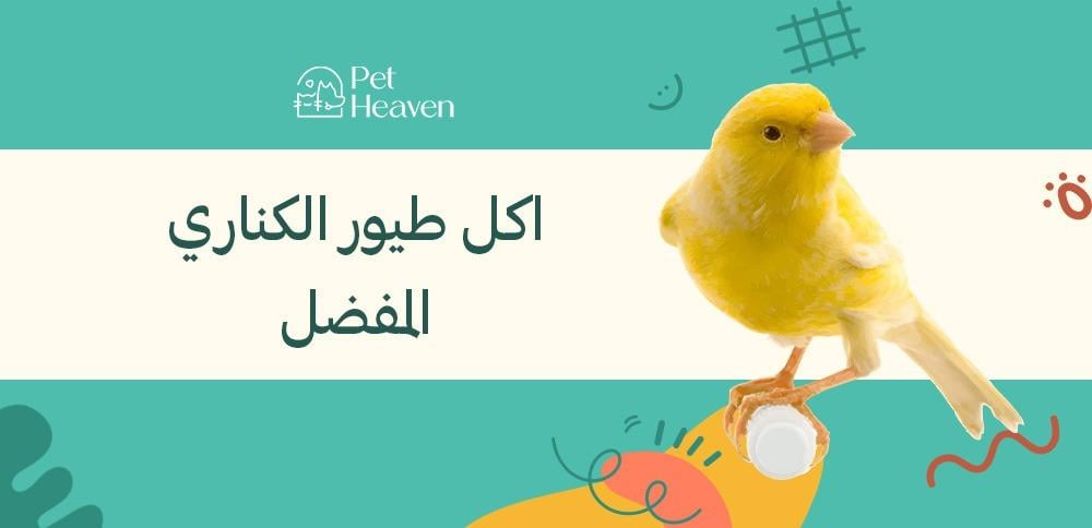 ماذا تأكل طيور الكناري: تعرف على اكل طيور الكناري المفضل