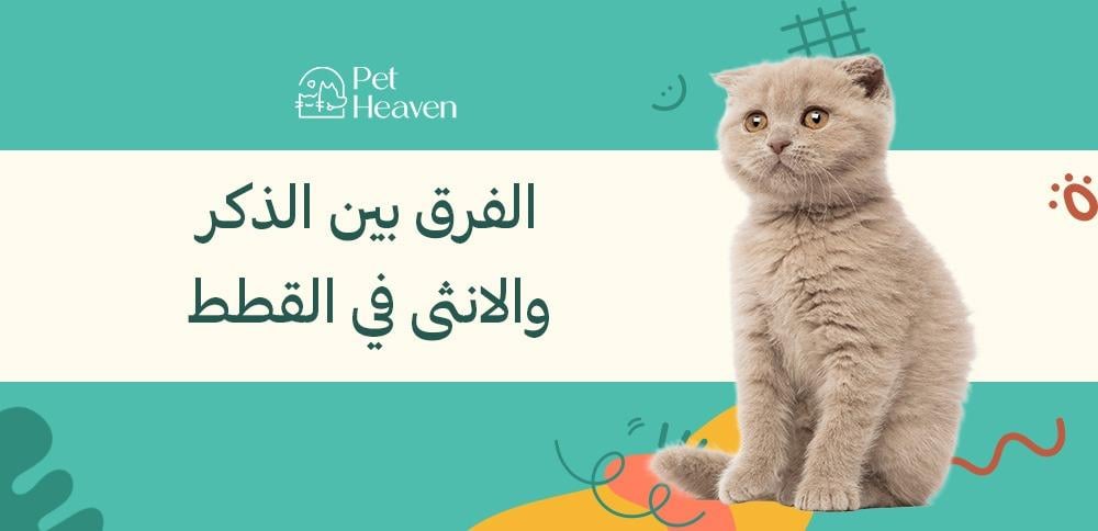 الفرق بين الذكر والانثى في القطط