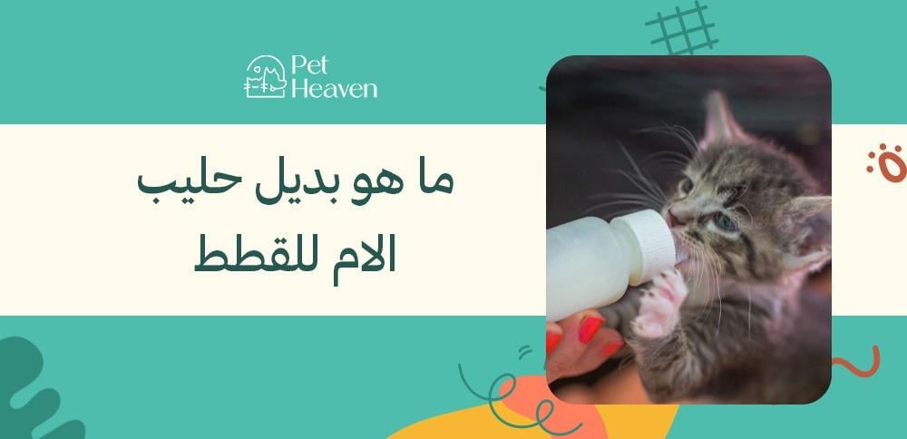 ما هو بديل حليب الام للقطط