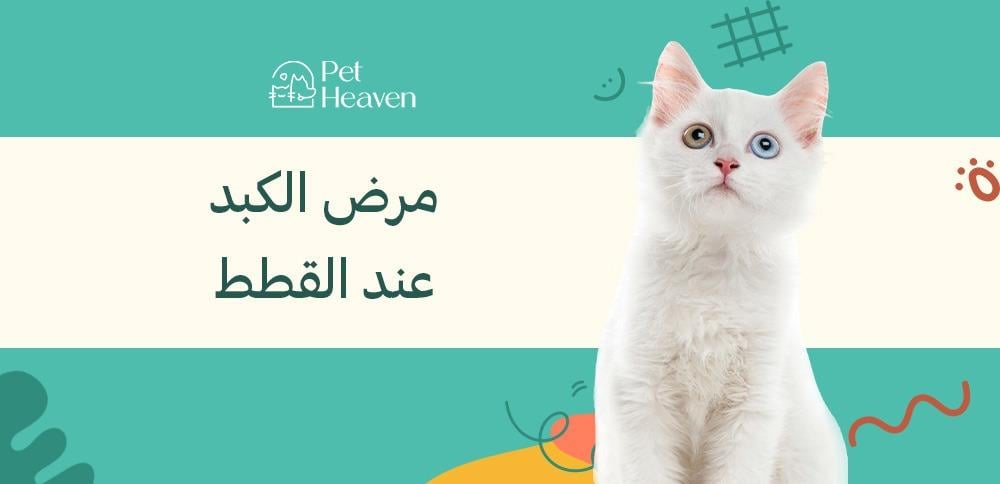 مرض الكبد عند القطط: أعراضه وأنواعه وكيفية الوقاية منه