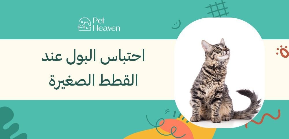 احتباس البول عند القطط الصغيرة