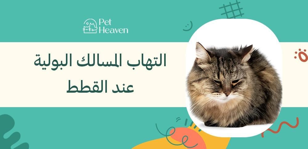 التهاب المسالك البولية عند القطط