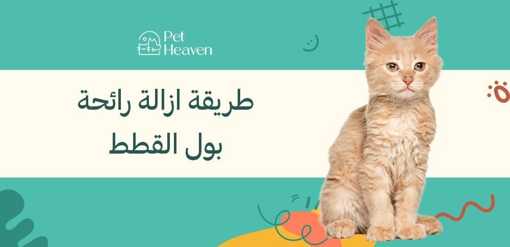 طريقة ازالة رائحة بول القطط