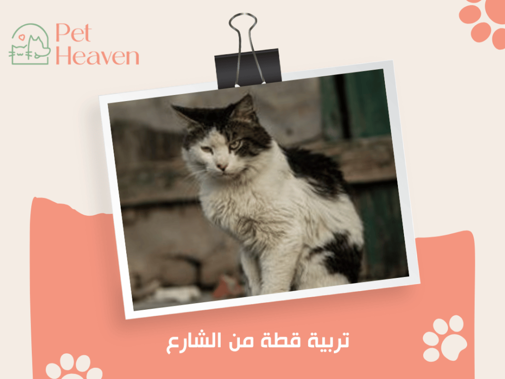 تربية قطة من الشارع