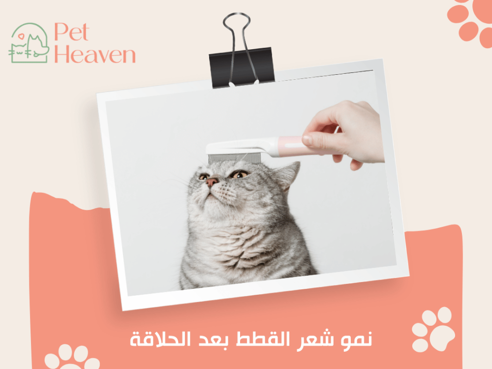 نمو شعر القطط بعد الحلاقة