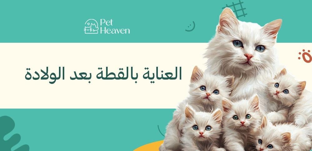 نصائح العناية بالقطة بعد الولادة وكيفية العناية بها