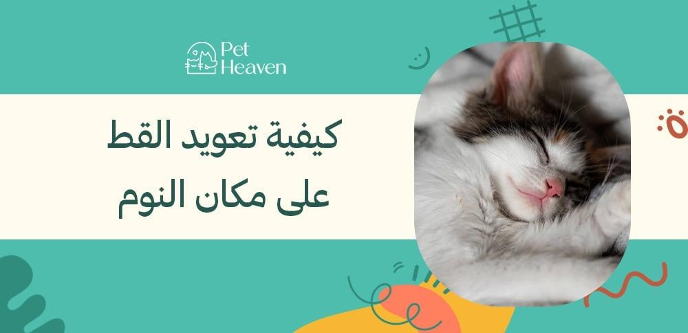 كيفية تعويد القط على مكان النوم