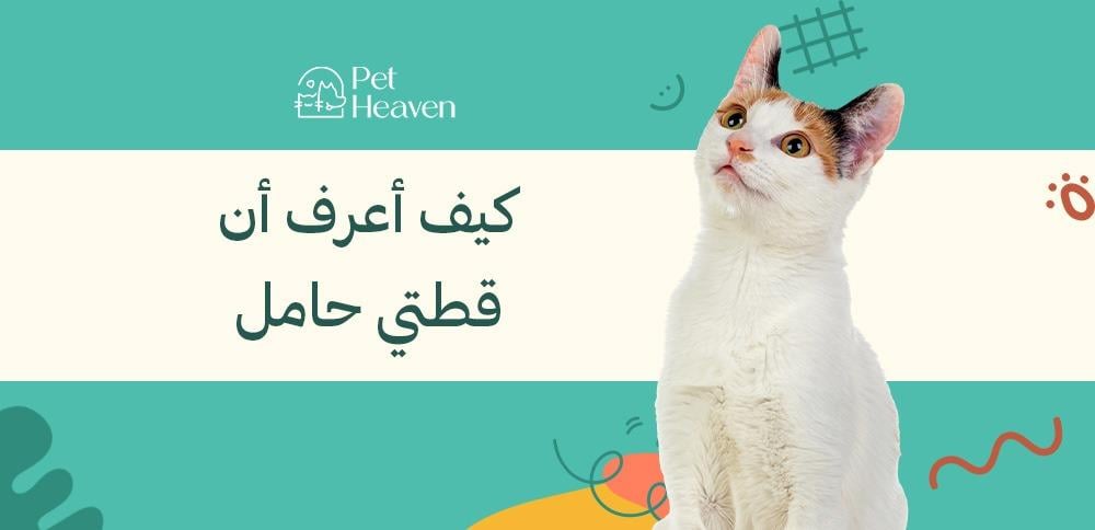 كيف أعرف أن قطتي حامل دليل شامل للعناية بقطتك عند الحمل