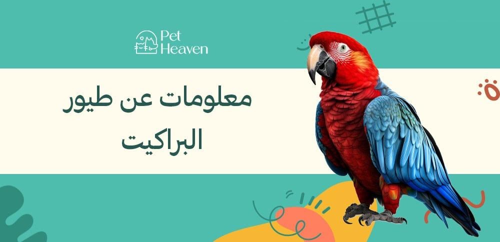 أهم معلومات عن طيور البراكيت عليك معرفتها لتربية صحيحة