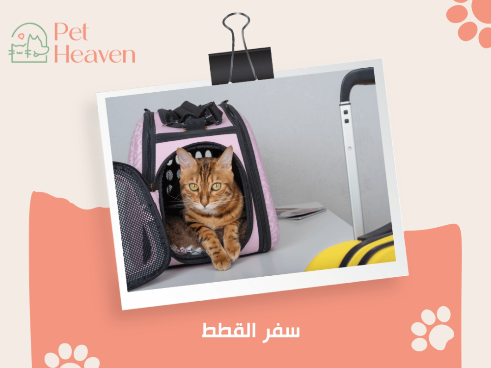 سفر القطط