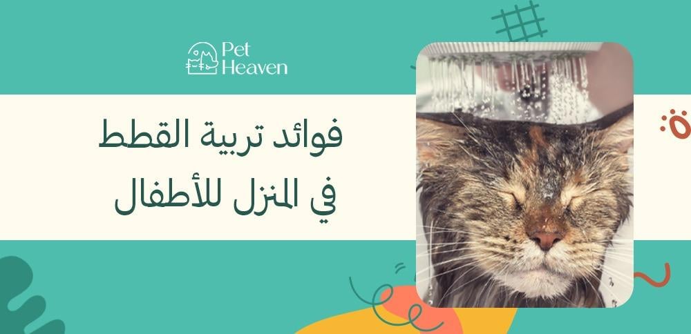 فوائد تربية القطط في المنزل للأطفال