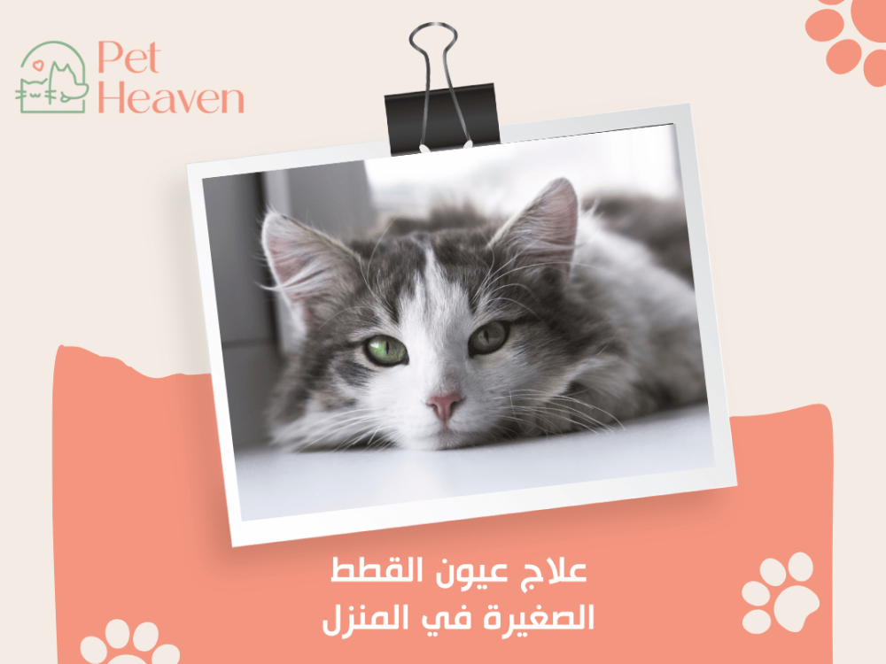 علاج عيون القطط الصغيرة في المنزل علاج عيون القطط الصغيرة في المنزل