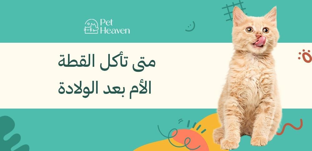 متى تأكل القطة الأم بعد الولادة