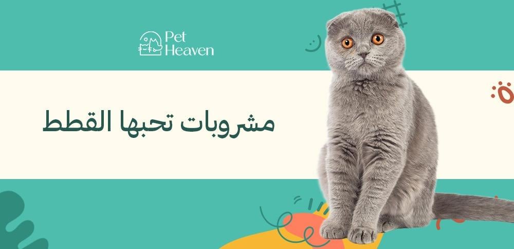 مشروبات تحبها القطط