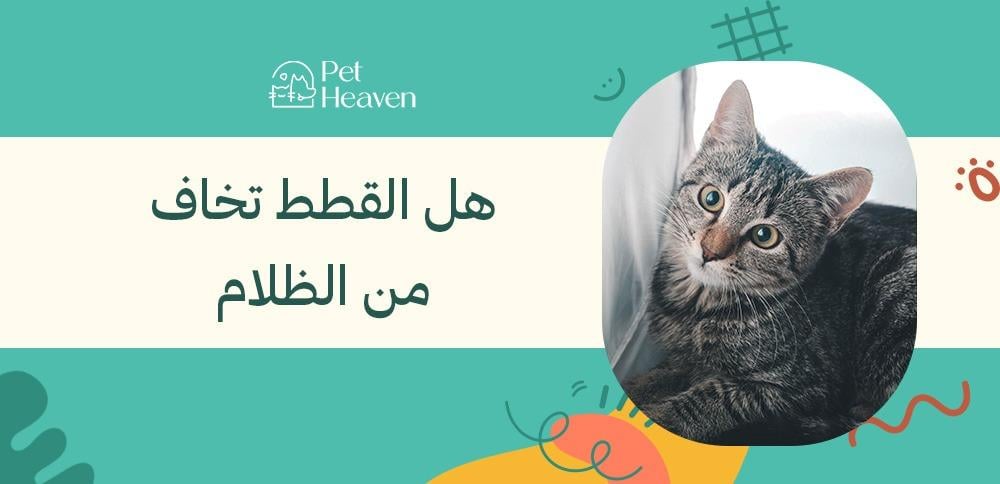 هل القطط تخاف من الظلام