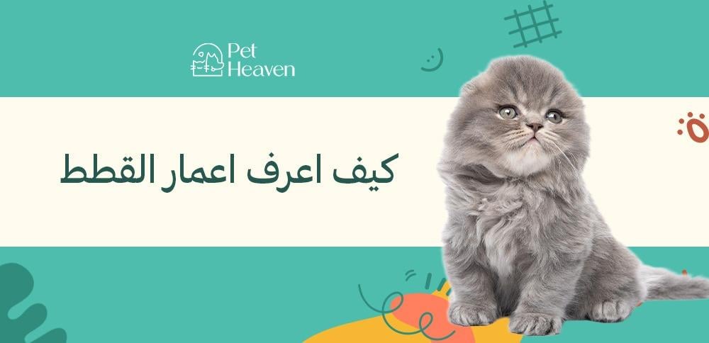 كيف اعرف اعمار القطط