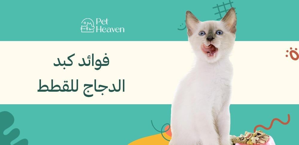 تعرف على فوائد كبد الدجاج للقطط ولماذا يحتاجها أليفك