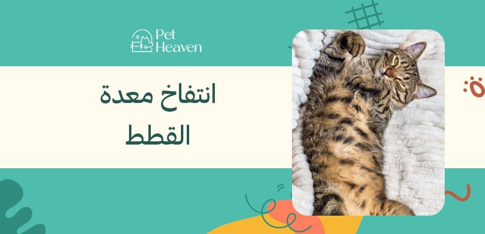 انتفاخ معدة القطط