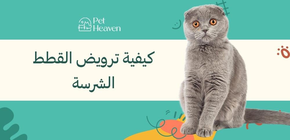 كيفية ترويض القطط الشرسة