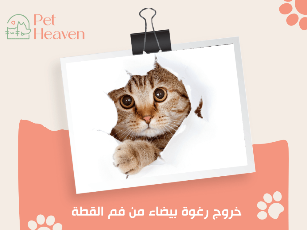 خروج رغوة بيضاء من فم القطة