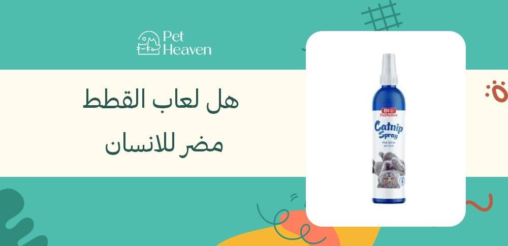 هل لعاب القطط مضر للانسان