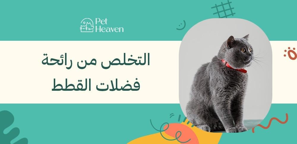 التخلص من رائحة فضلات القطط