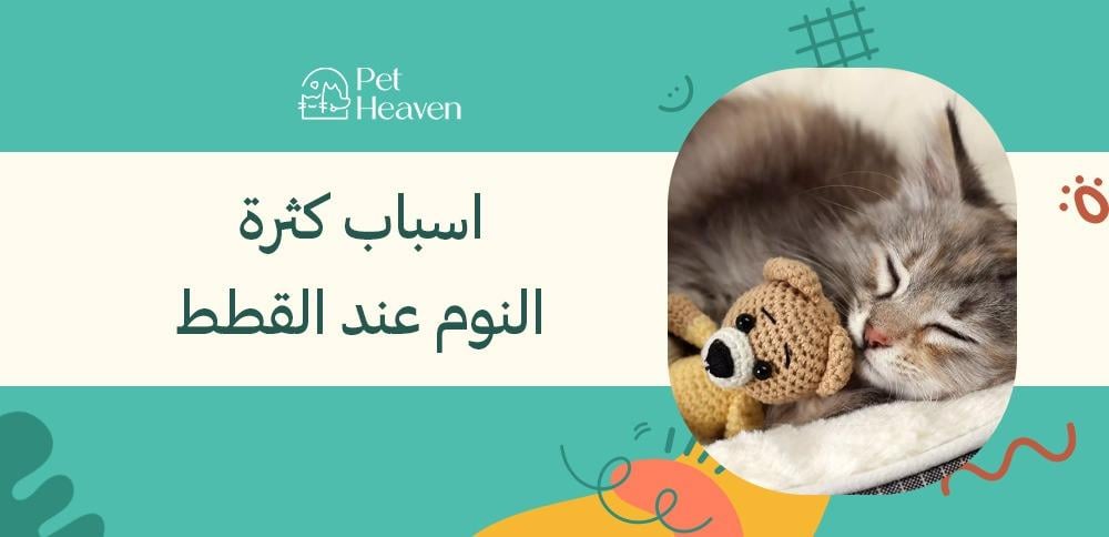 اسباب كثرة النوم عند القطط