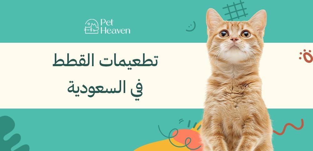 تطعيمات-القطط-في-السعودية
