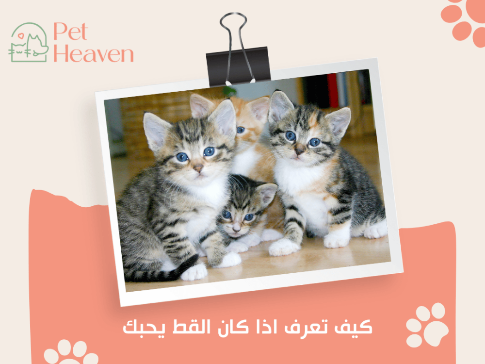 كيف تعرف اذا كان القط يحبك