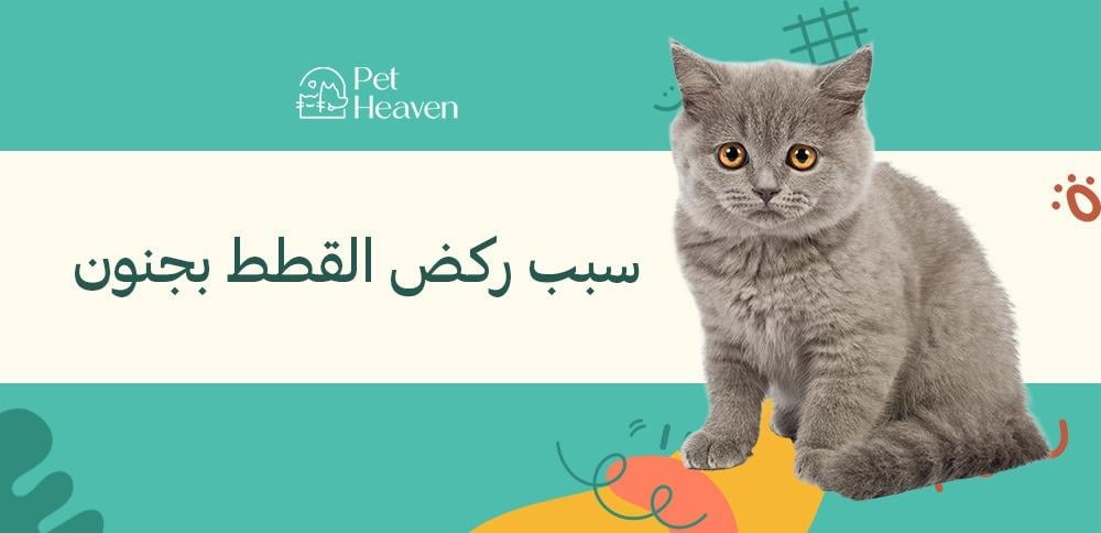سبب ركض القطط بجنون