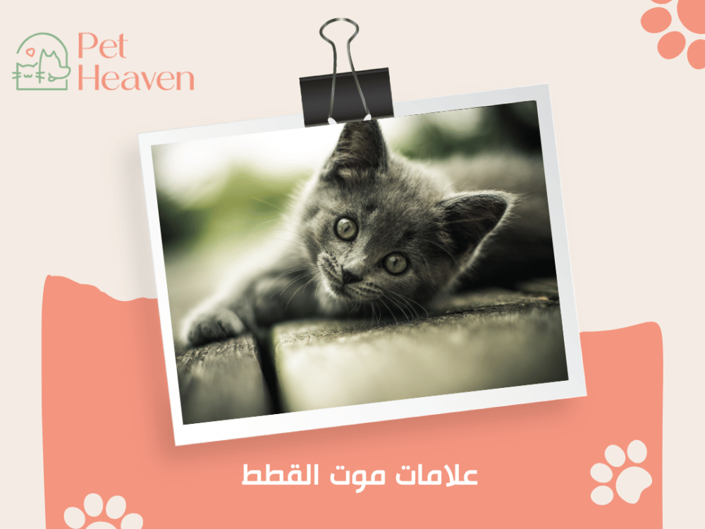 علامات موت القطط