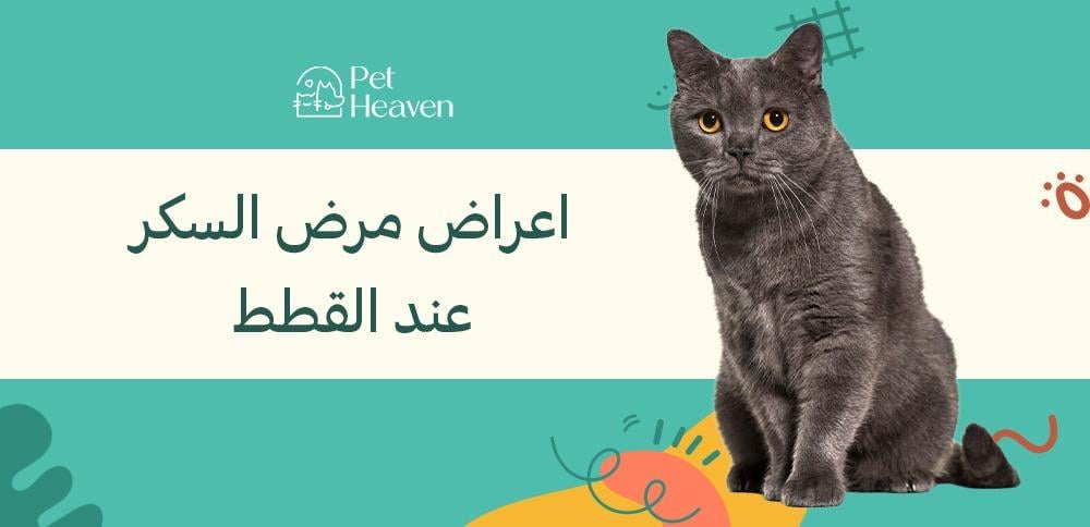 اعراض مرض السكر عند القطط