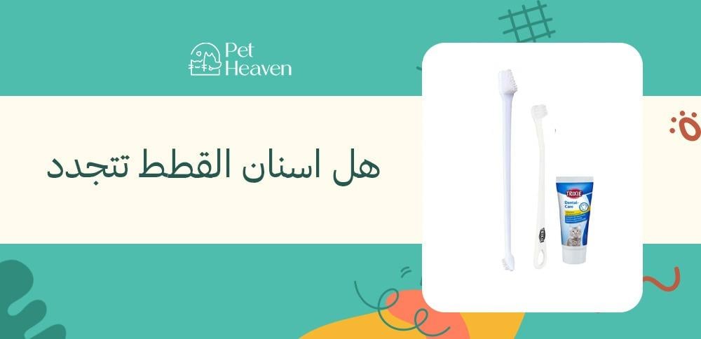 هل اسنان القطط تتجدد