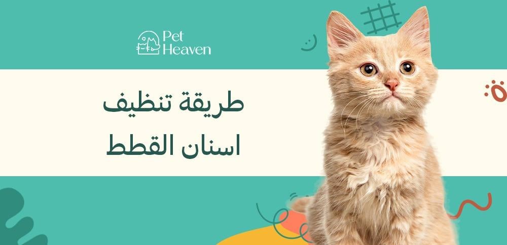 طريقة تنظيف اسنان القطط والعناية بها لصحة قطتك