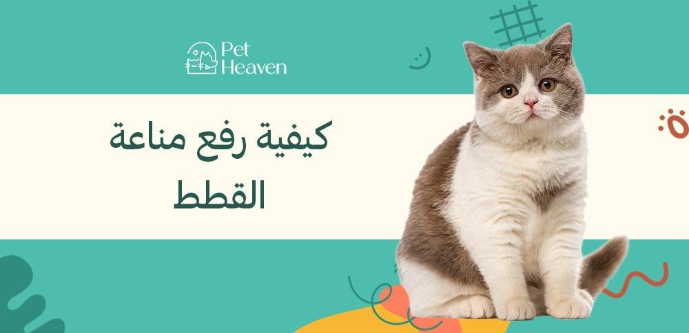 كيفية رفع مناعة القطط