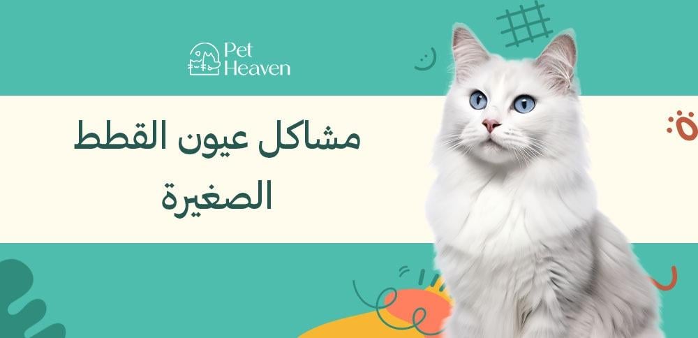 مشاكل عيون القطط الصغيرة