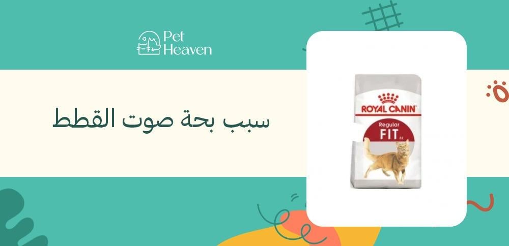 سبب بحة صوت القطط
