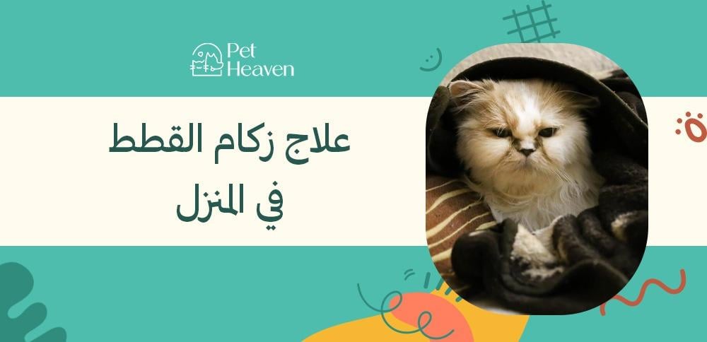 علاج زكام القطط في المنزل