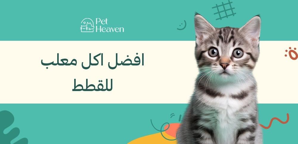 كيفية اختيار افضل اكل معلب للقطط للحفاظ على صحة أليفك