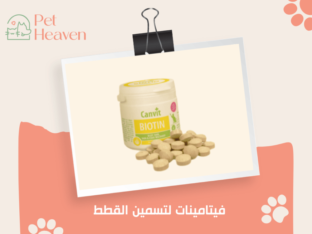 فيتامينات لتسمين القطط