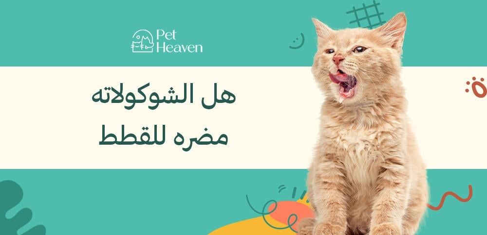 هل الشوكولاته مضره للقطط وماذا تقدم لأليفك كمكافأة