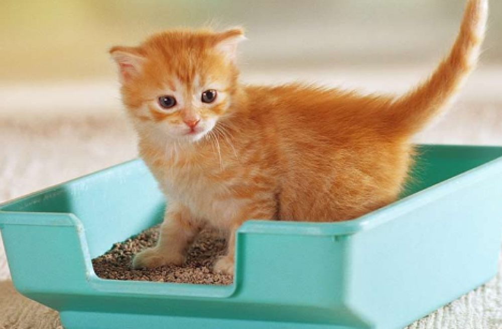 ماهي سلوكيات القطط