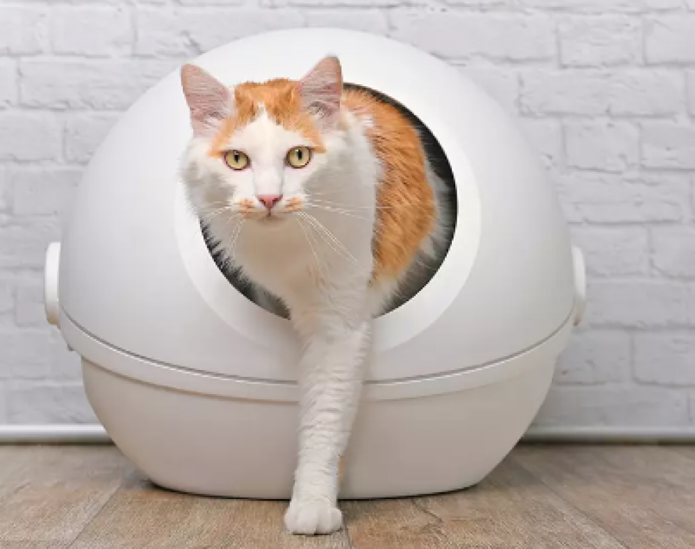 تدريب القطط الصغيرة على صندوق الفضلات